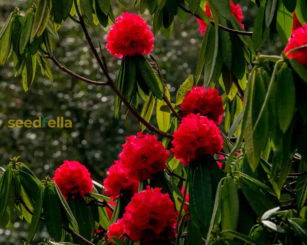 Ornamental Red Rhododendron shrub for gardens