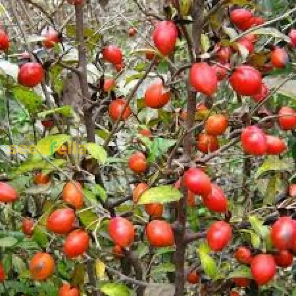 Red Rhombifolia Fruit Seeds for planting and growing vibrant, exotic fruits.