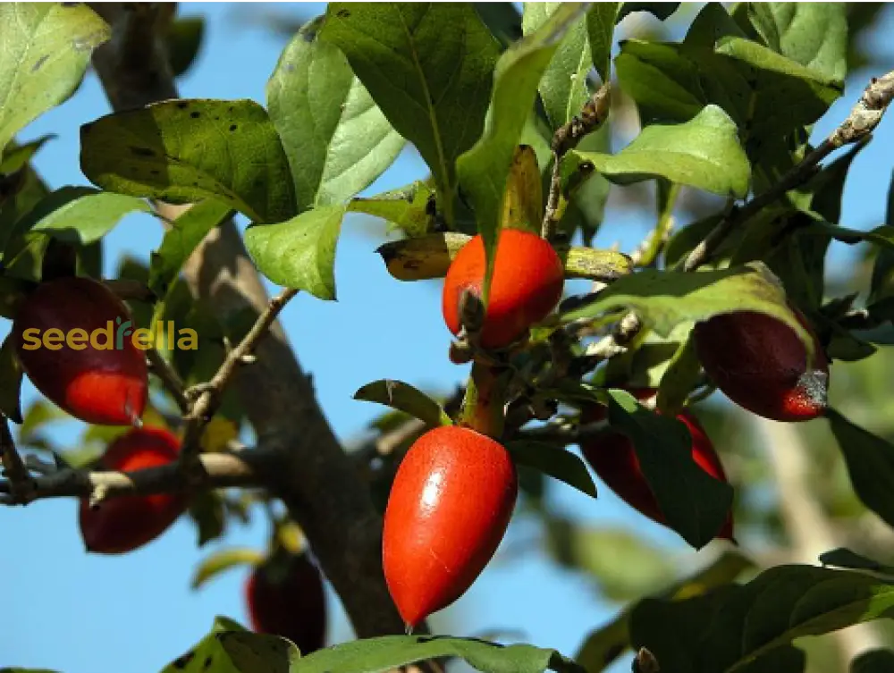 Plant Red Rhombifolia Seeds for unique, delicious fruit in your backyard.