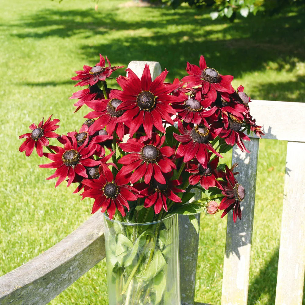 Non GMO Red Rudbeckia flower seeds