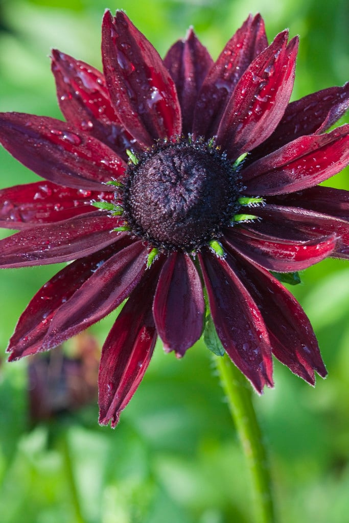 Ornamental Red Rudbeckia seeds for gardens