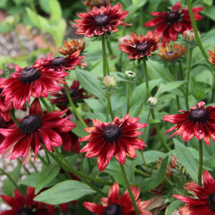 Red Rudbeckia flowers in pollinator garden