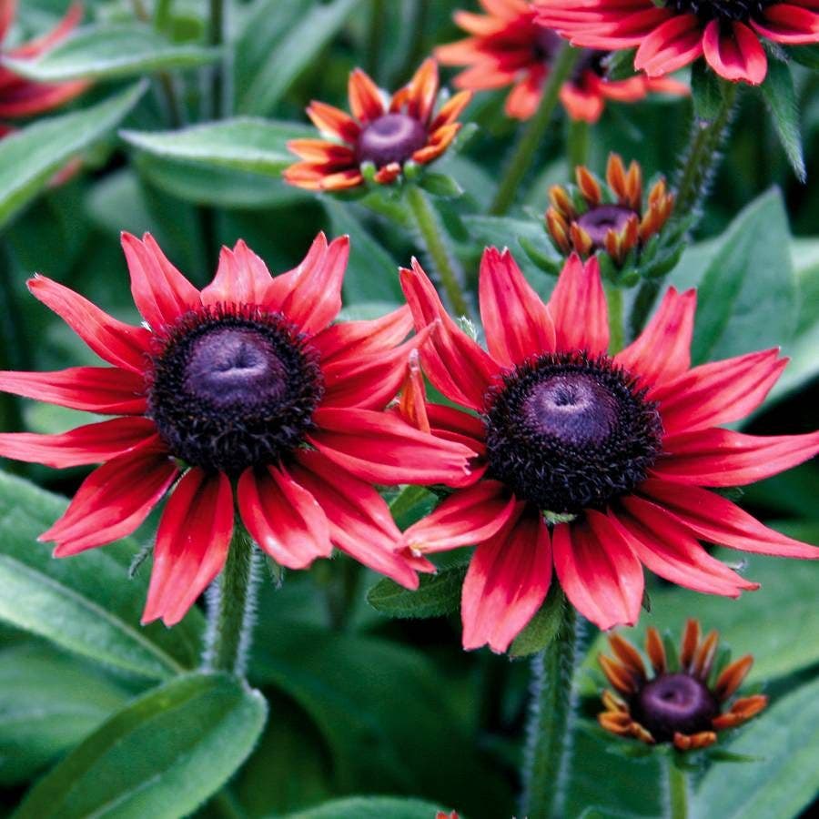 Red Rudbeckia Flower seeds for planting