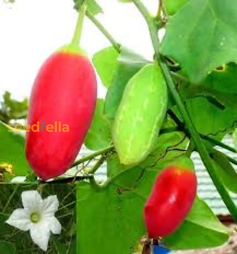 Plant Red Scarlet Fruit Seeds for a colorful and flavorful garden addition.