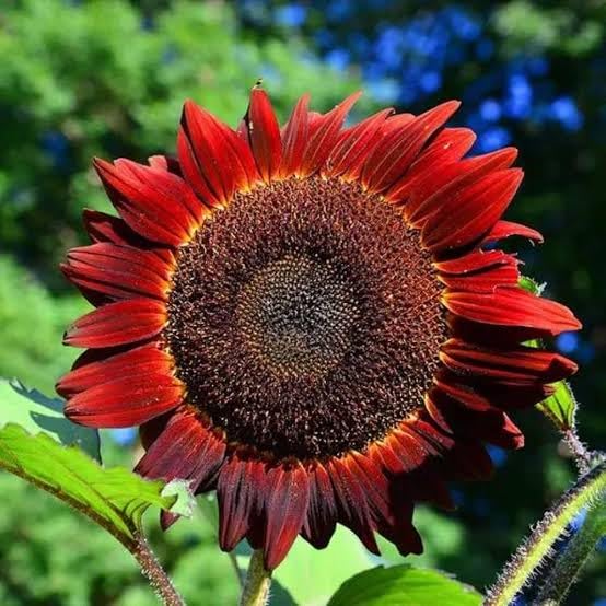 Non GMO Red Sunflower flower seeds