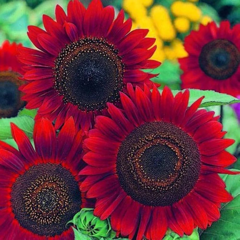 Ornamental Red Sunflower seeds for gardens