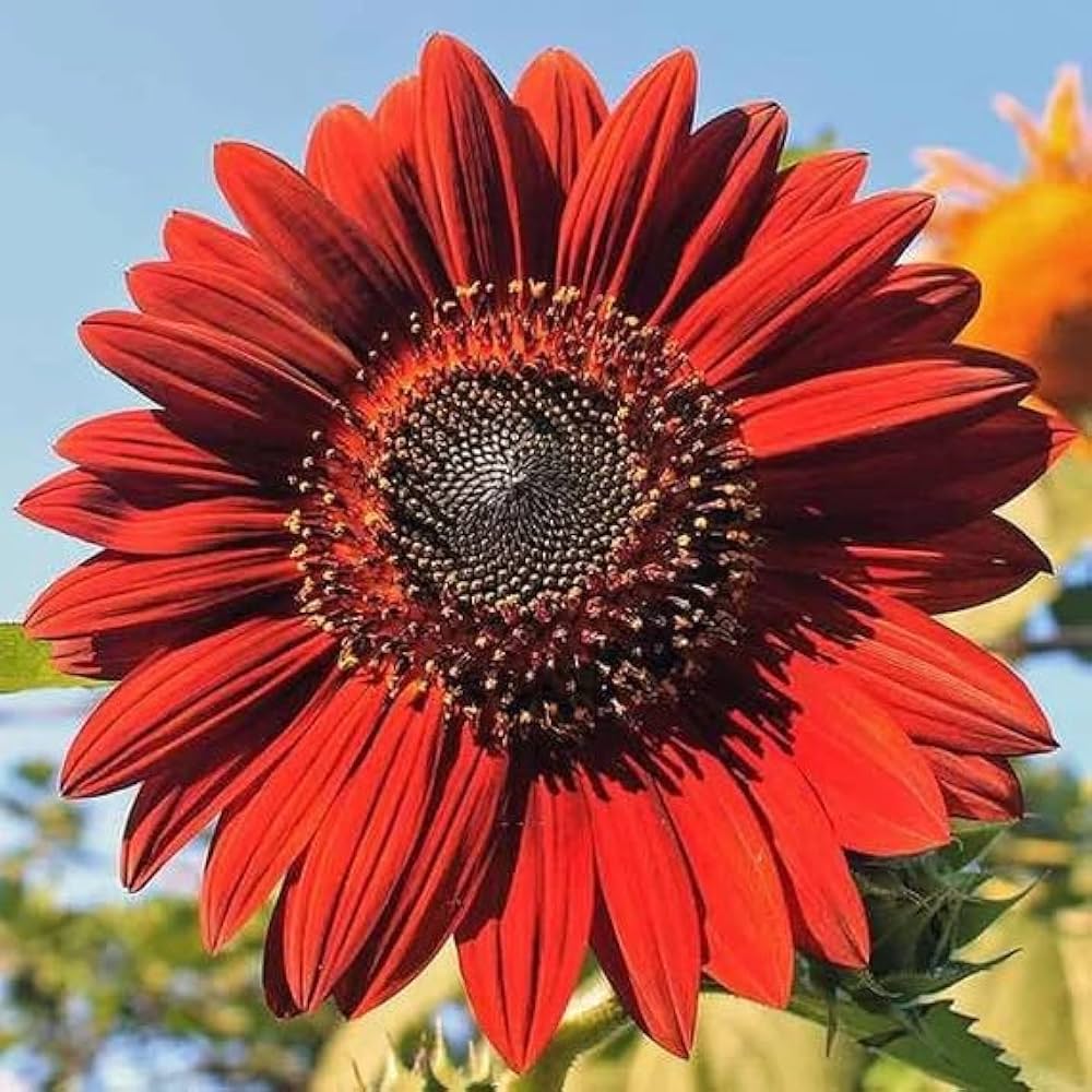 Red Sunflower seeds for planting