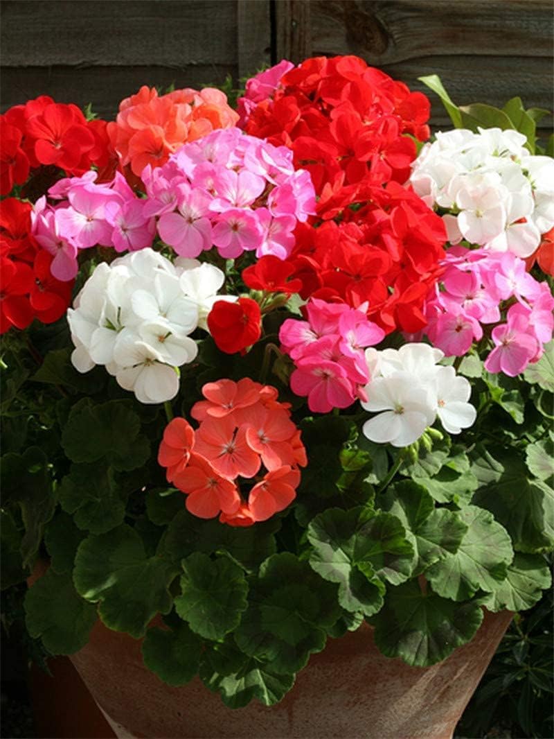 Non-GMO Pelargonium flower seeds