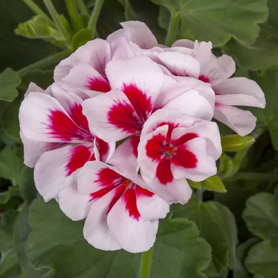 Ornamental Pelargonium plant with red-white blooms