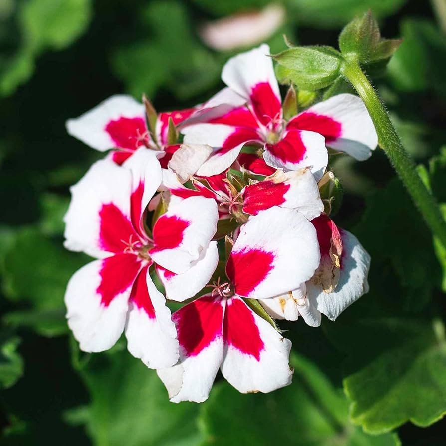 Red and white Pelargonium growing in a pot