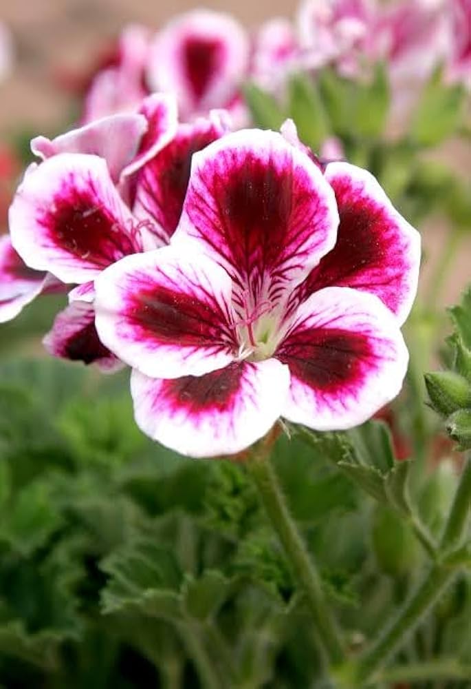 Red White Pelargonium flower seeds for planting