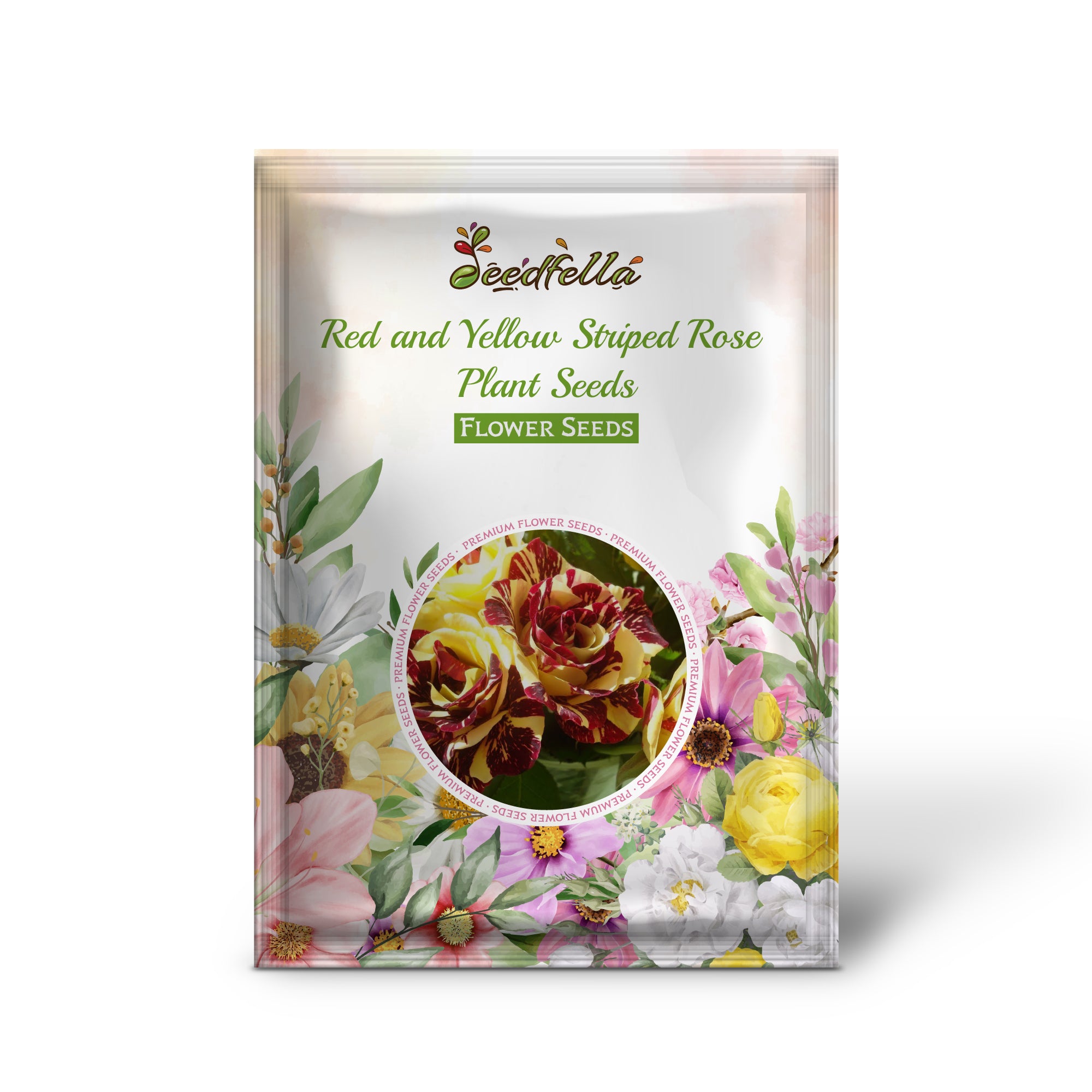 Red and Yellow Striped Rose flowers blooming in garden