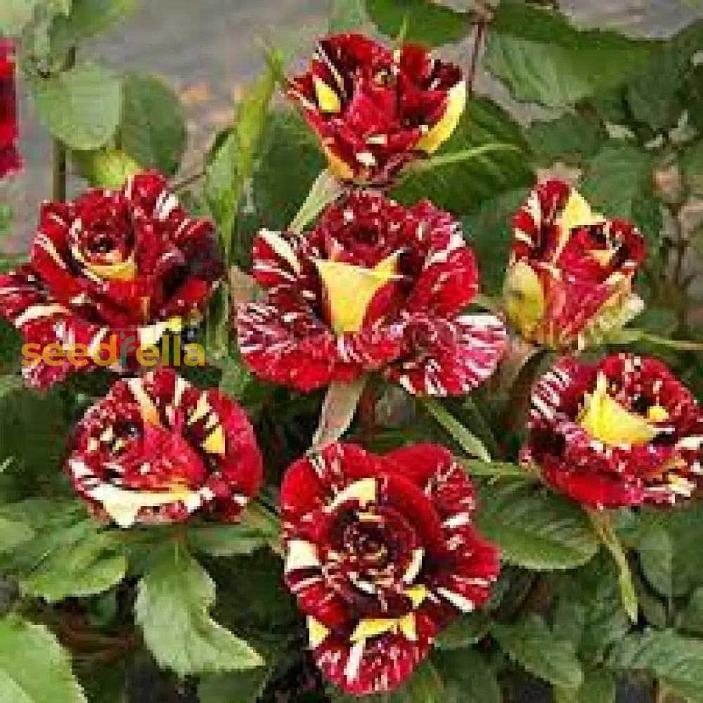 Ornamental Red and Yellow Striped Rose plant