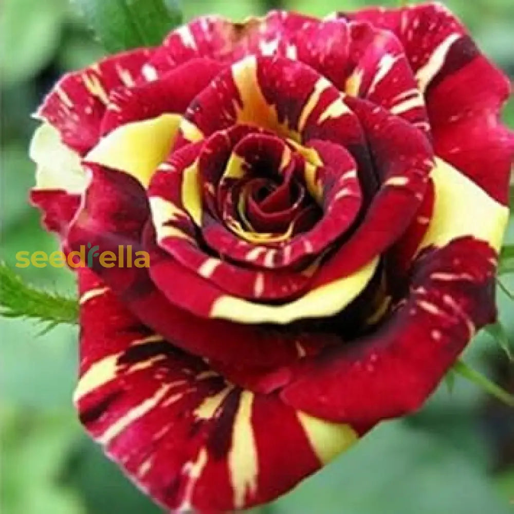 Red and Yellow Striped Rose plant seeds for planting