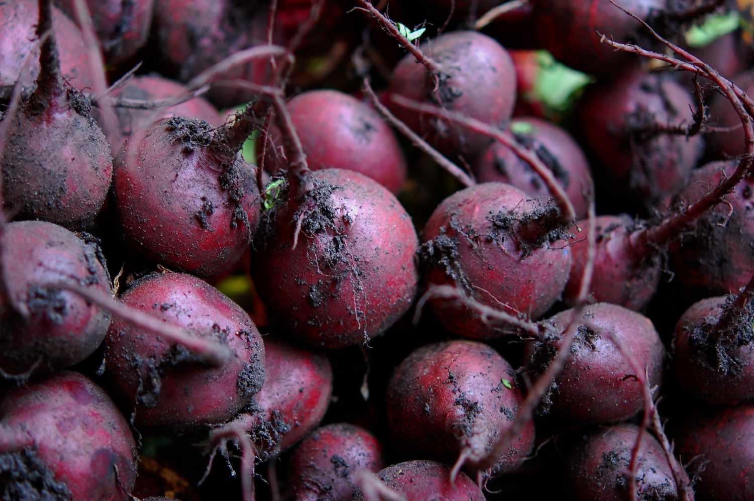 Purple Beet Seeds For Planting