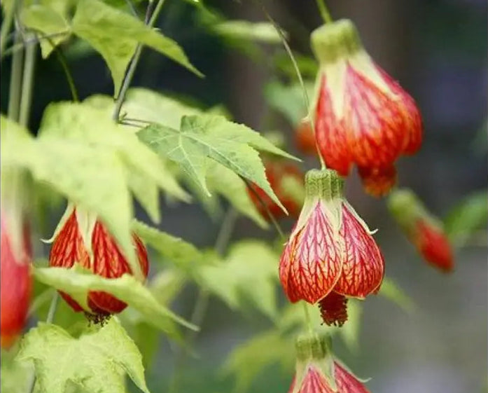 Red Flowering Maple Seeds for Garden