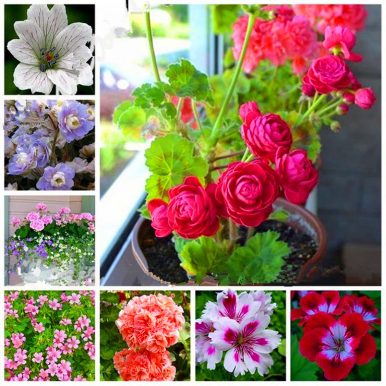 Ornamental Regal Geranium seeds for gardens