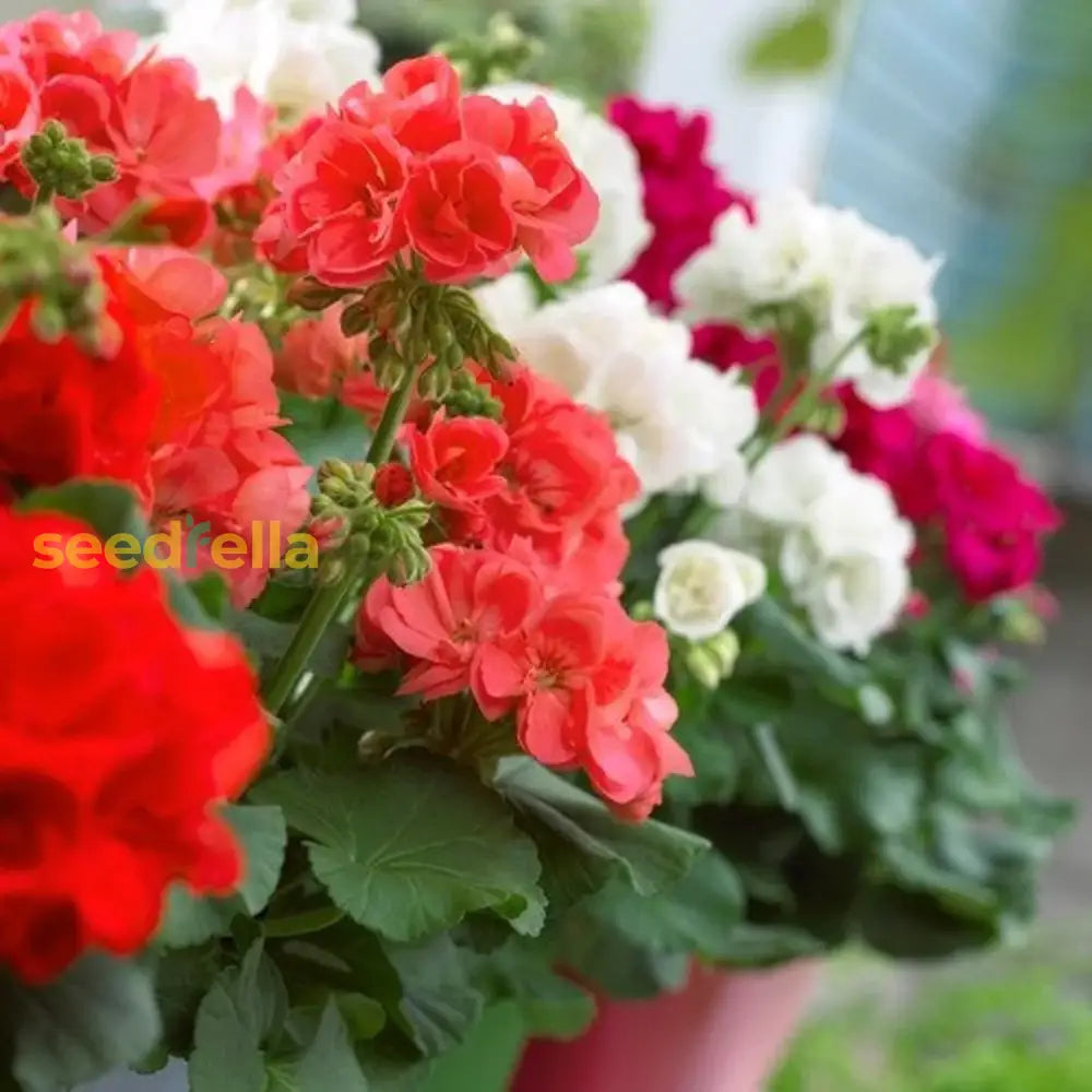 Mixed Regal Pelargonium seeds for planting