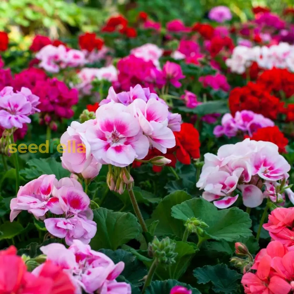 Non GMO Regal Pelargonium seeds