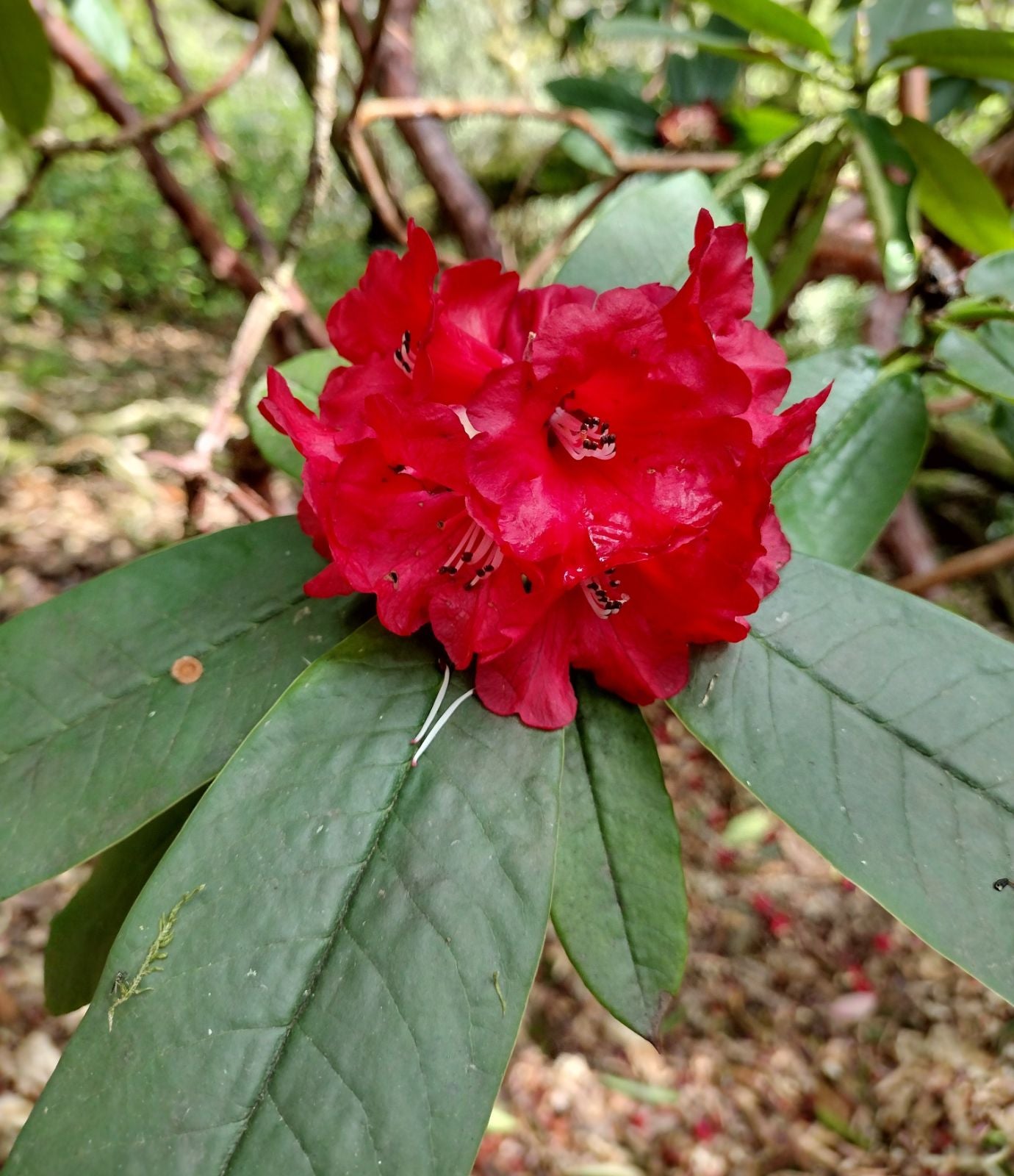 Rhododendron Barbatum in landscape planting