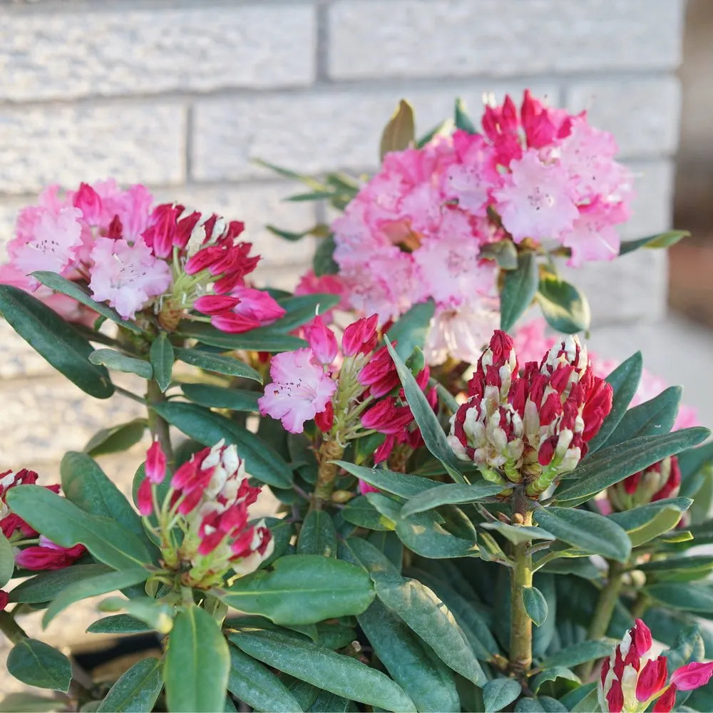 Vibrant Multi-Color Rhododendron Flower Seeds For Planting - Transform Your Garden