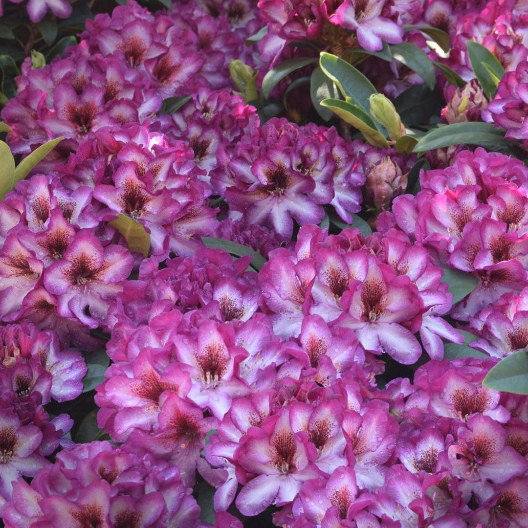 Pink Rhododendron Hans Flower seeds for Planting - Colorful Display, Heirloom & GMO Free Seeds for Home Garden
 
 Sale seeds for home garden