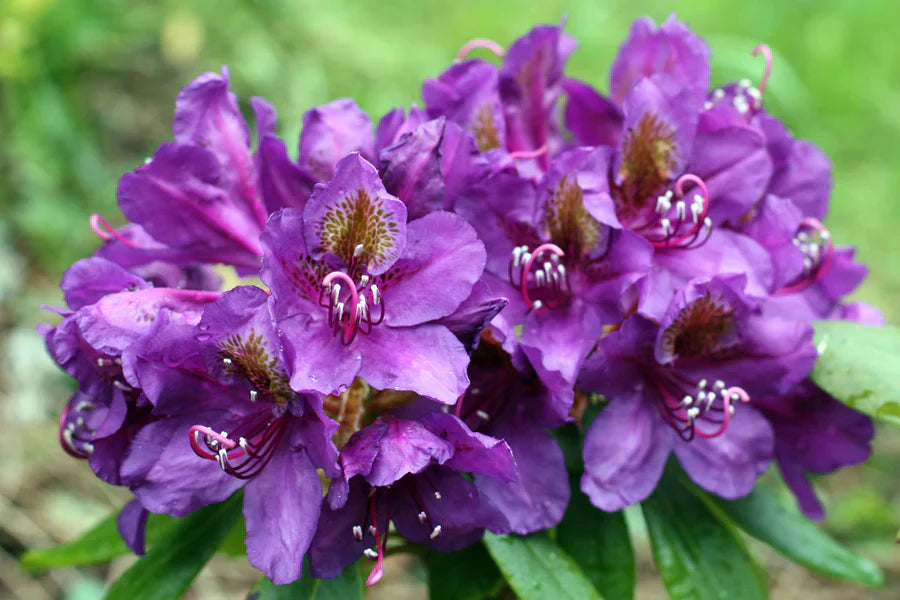 Rhododendron Flower Seeds For Planting Violet Brown