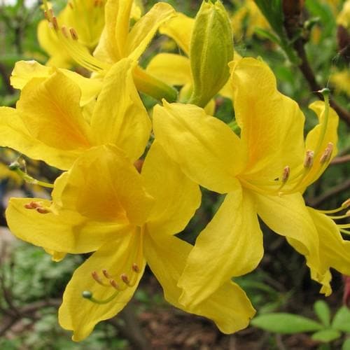 Plant Yellowgreen Azalea Seeds For A Lovely Garden Display