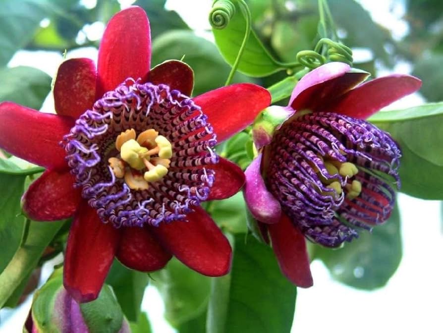 Ornamental Riesengranadilla flower seeds for landscapes
