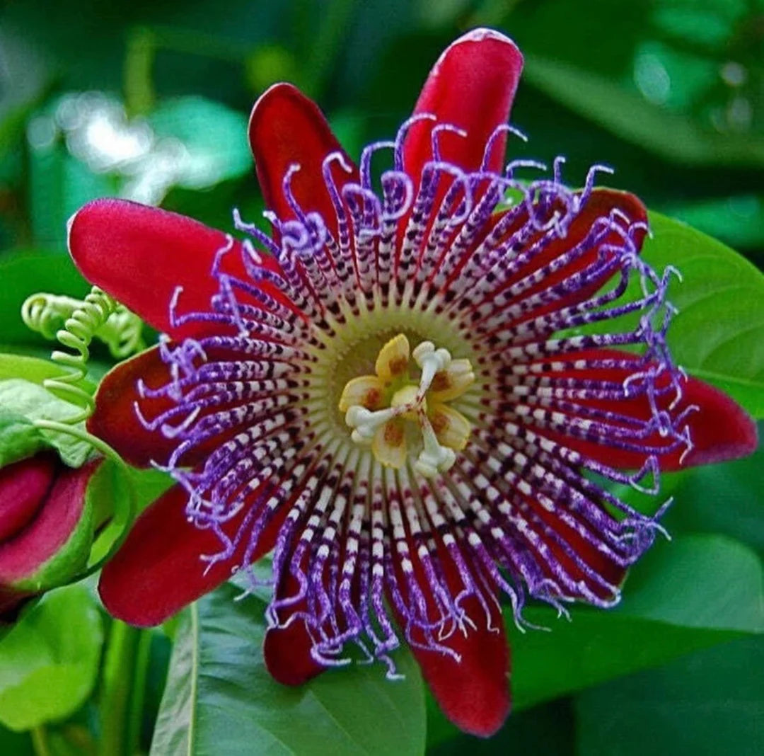 Riesengranadilla flower seeds for planting