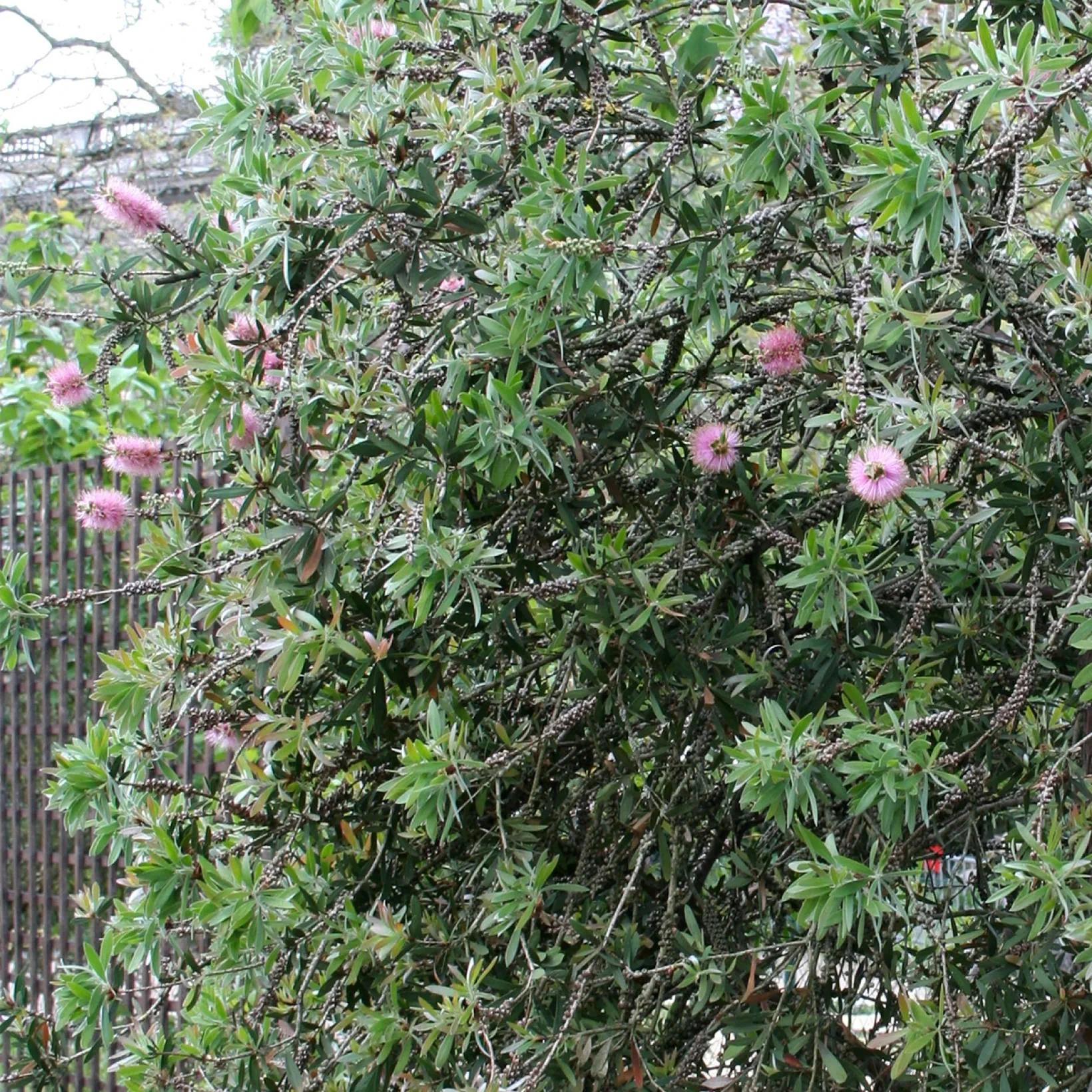 Planting Seeds For Callistemon Violaceus: Grow Stunning Bottlebrush Blooms Flower