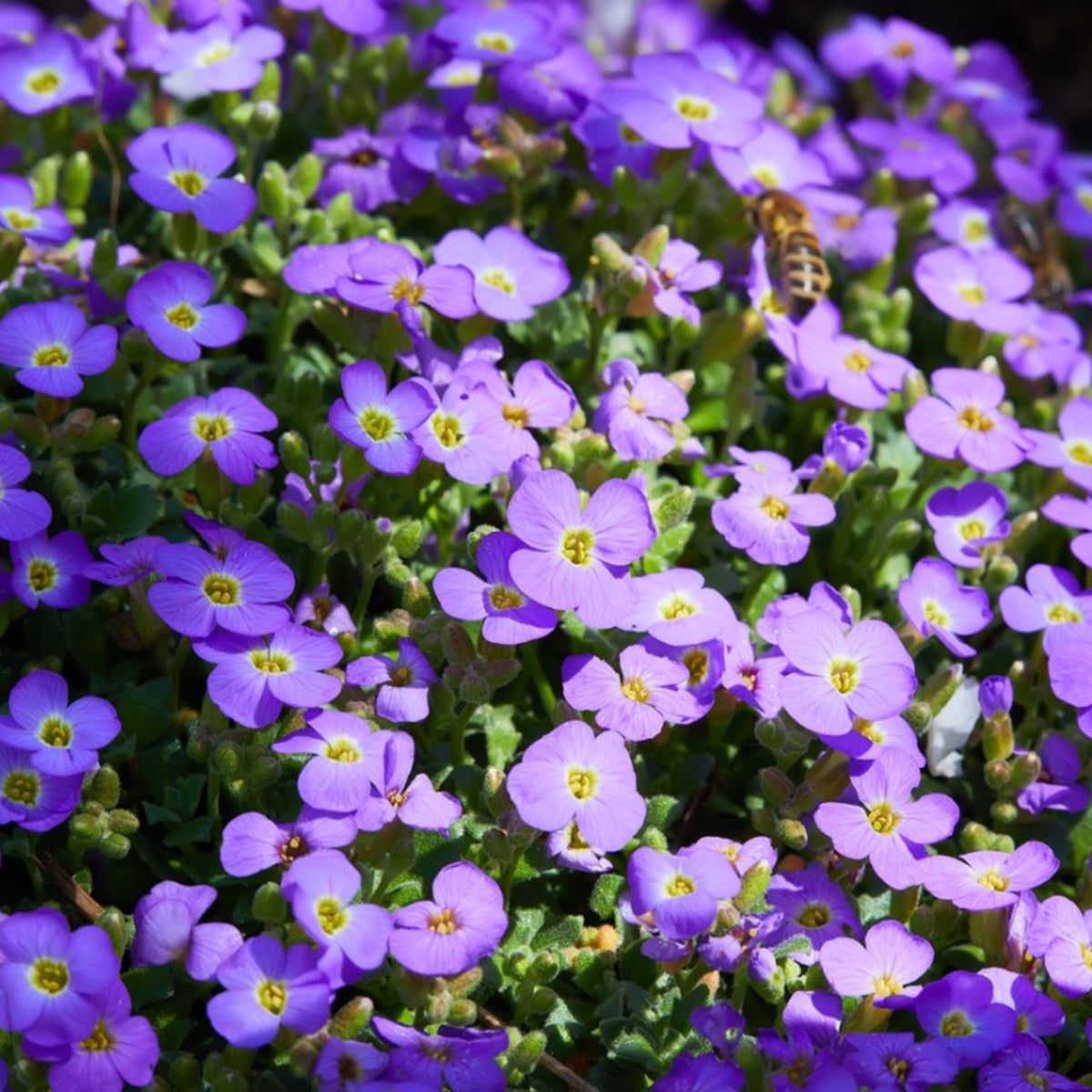 Mixed Rock Cress flowering seeds for gardens