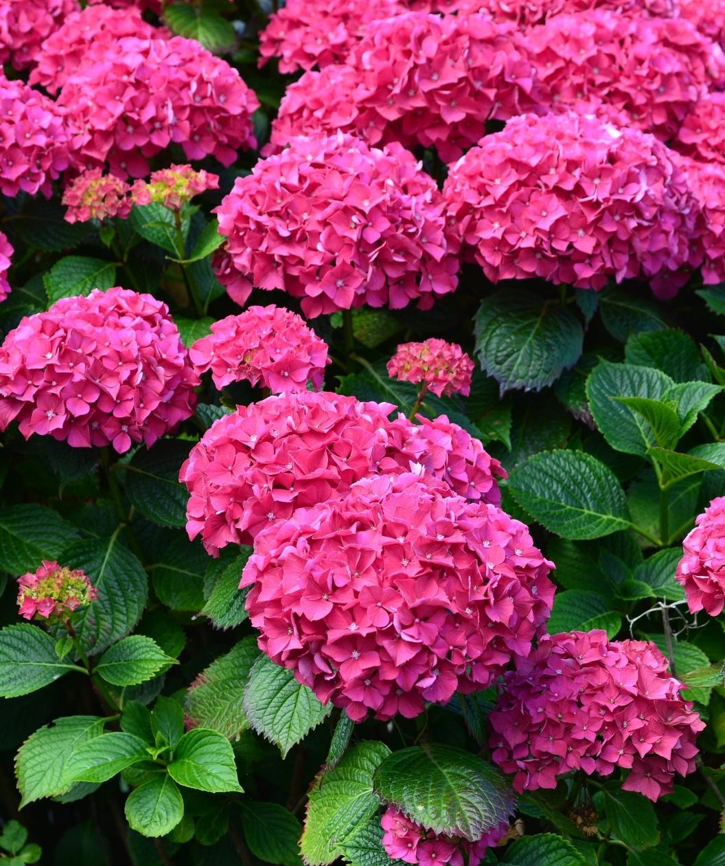 Pink Hydrangea Flower Seeds For Beautiful Garden Planting