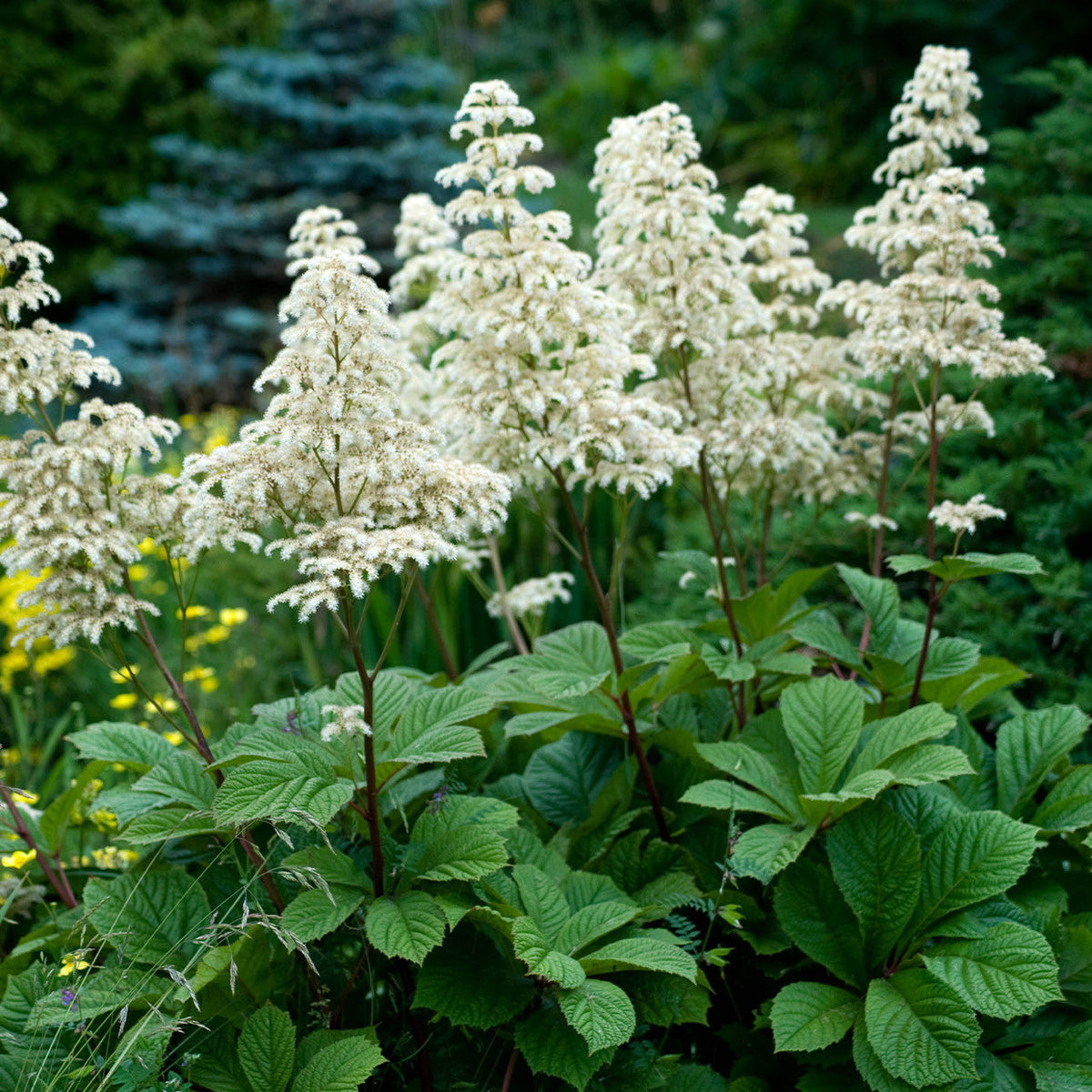 Rodgersia (Rodgersia Flower) seeds for planting in home garden