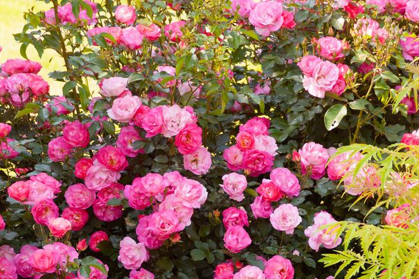 Rainbow Potted Rose Flower Seeds: Plant Pale Pink For Colorful Environments Seeds