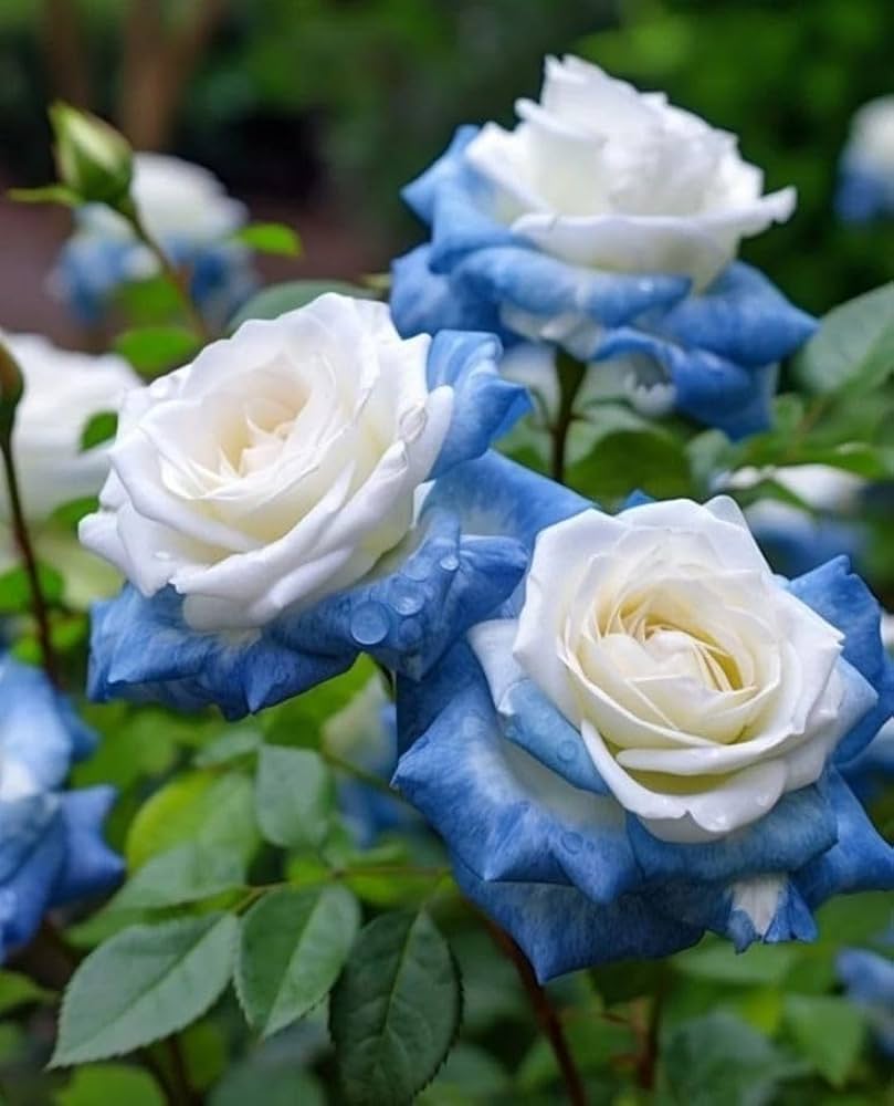 Blue Cream Rose flowering seeds for gardens