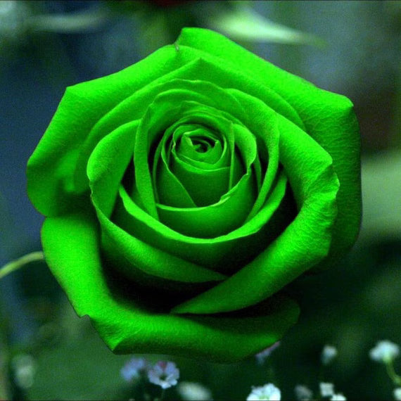 Green rose flowering seeds for gardens