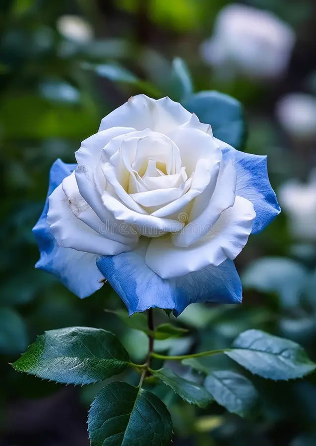 High germination Blue Cream Rose seeds