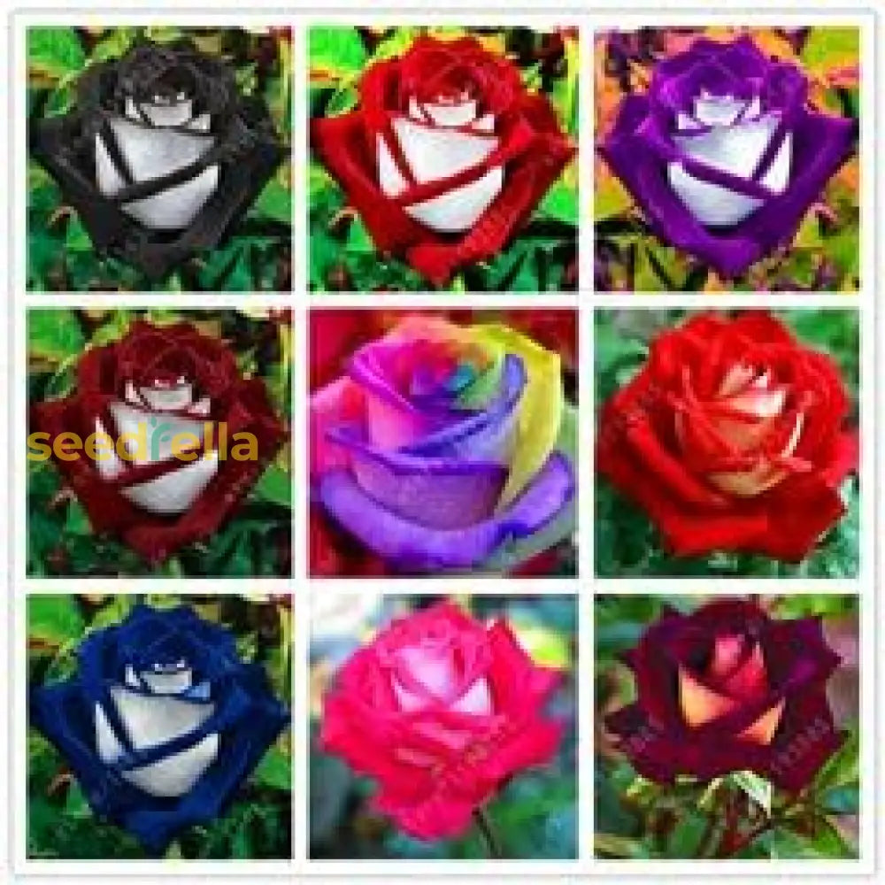 Mixed flowering rose seeds for gardens