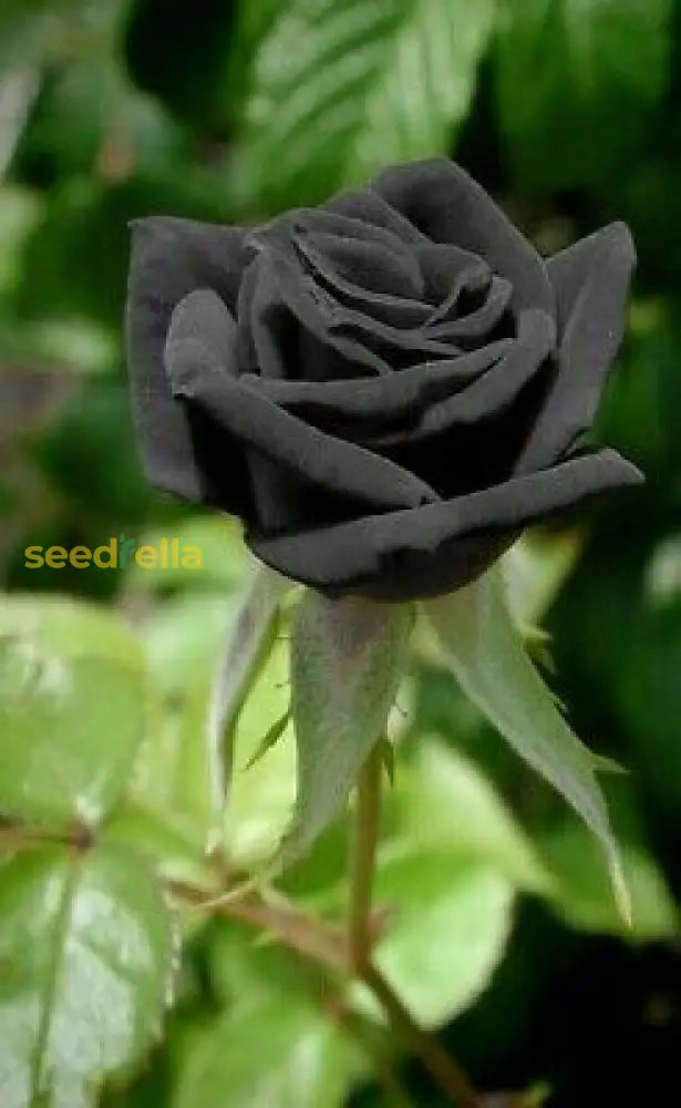 Non GMO black rose seeds