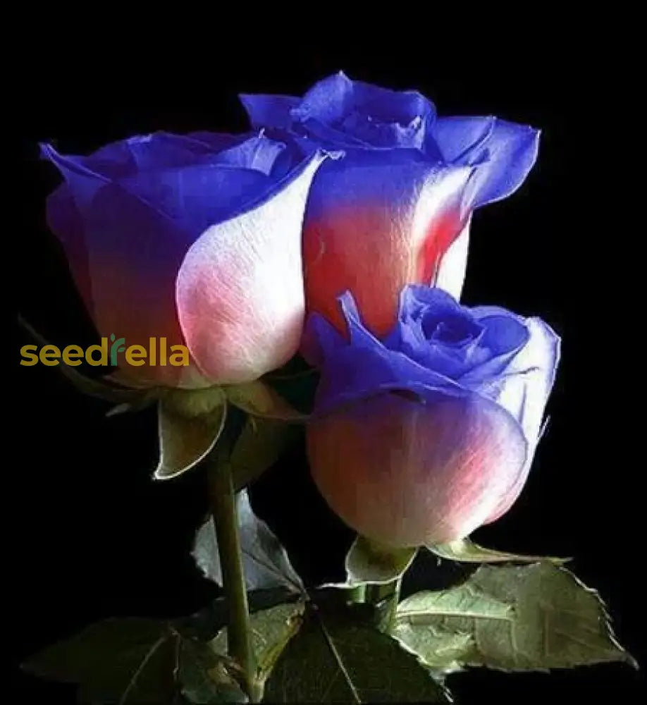 Non GMO Blue Cream Rose seeds