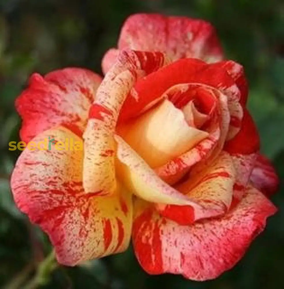 Non GMO red rose seeds
