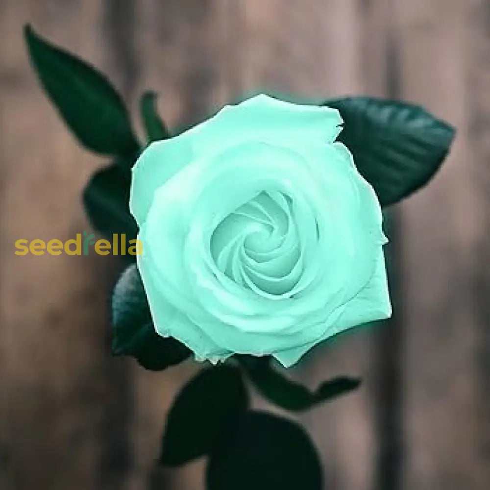 Non GMO sea green rose seeds