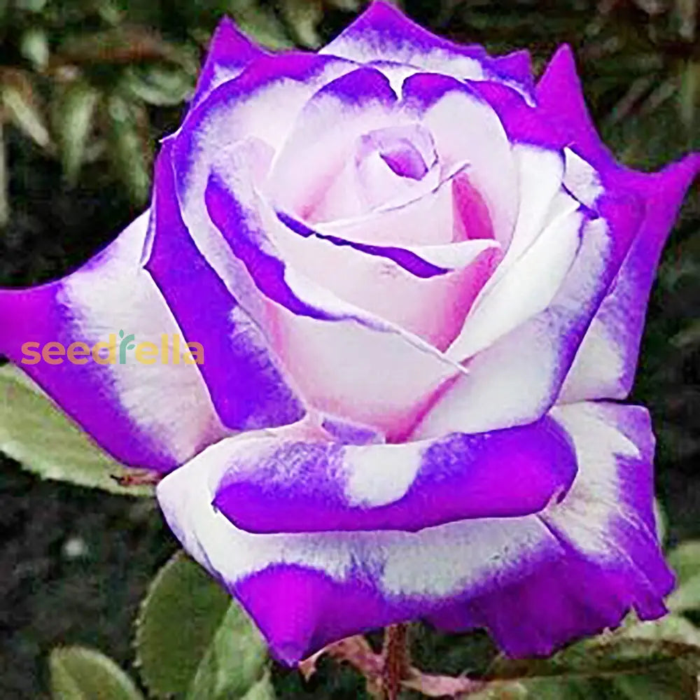 Perennial rose flowering seeds for planting