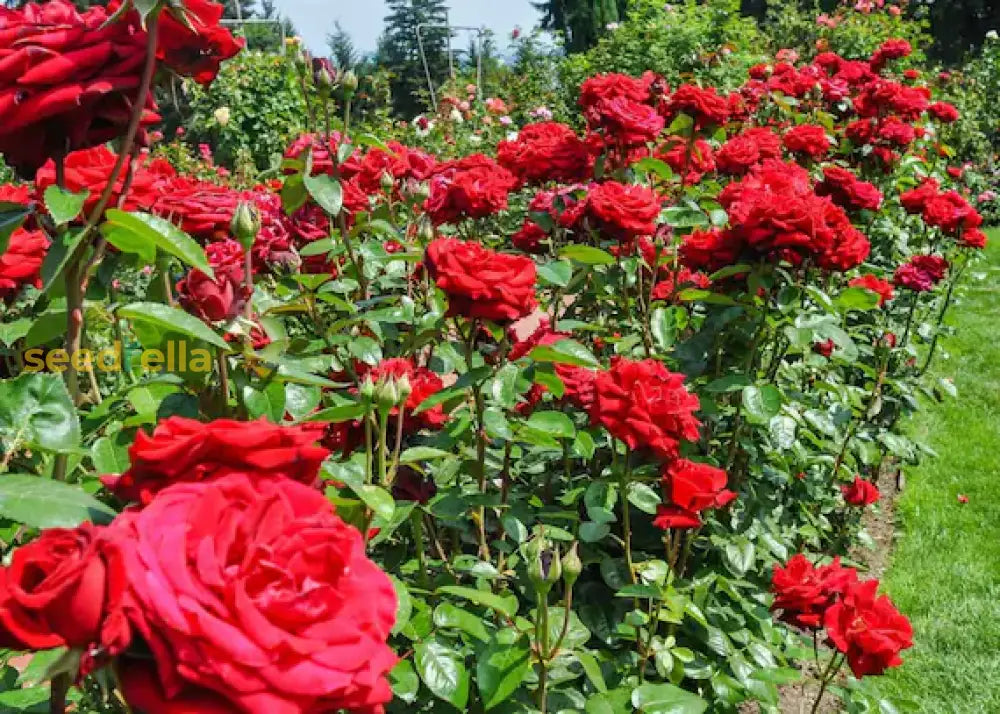 Red rose flowering seeds for gardens