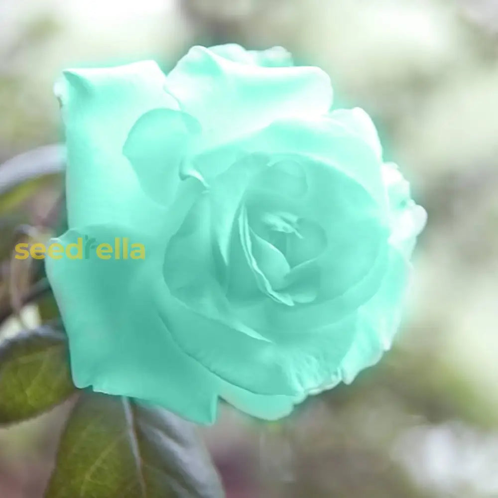 Sea green rose flowering seeds for gardens