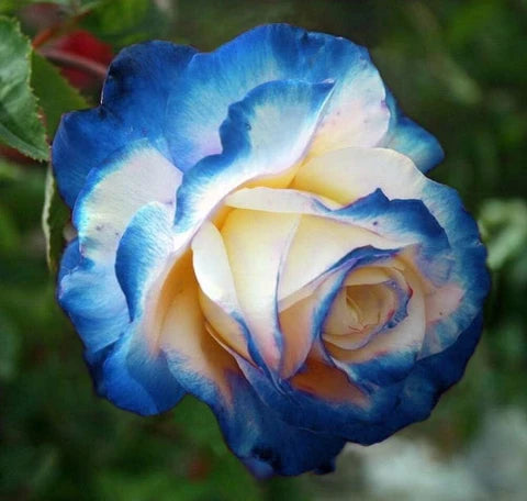 Blue Cream Rose seeds for planting