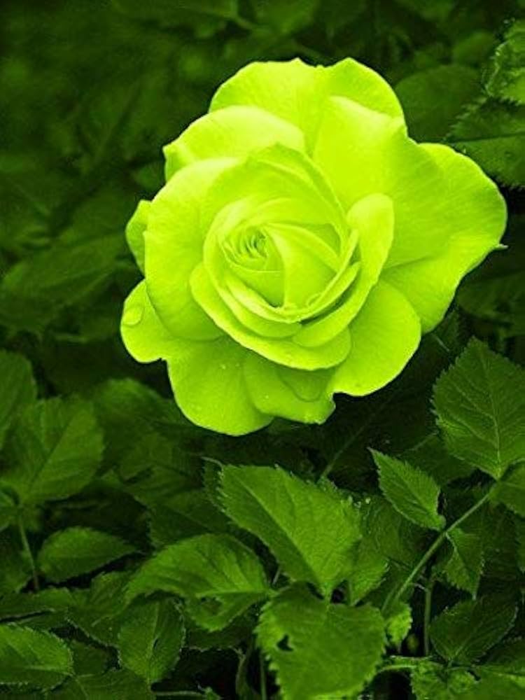 Green rose seeds for planting