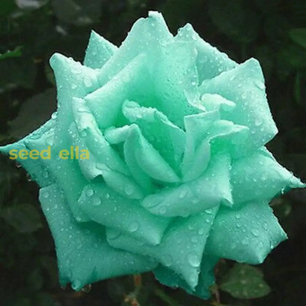Sea green rose seeds for planting