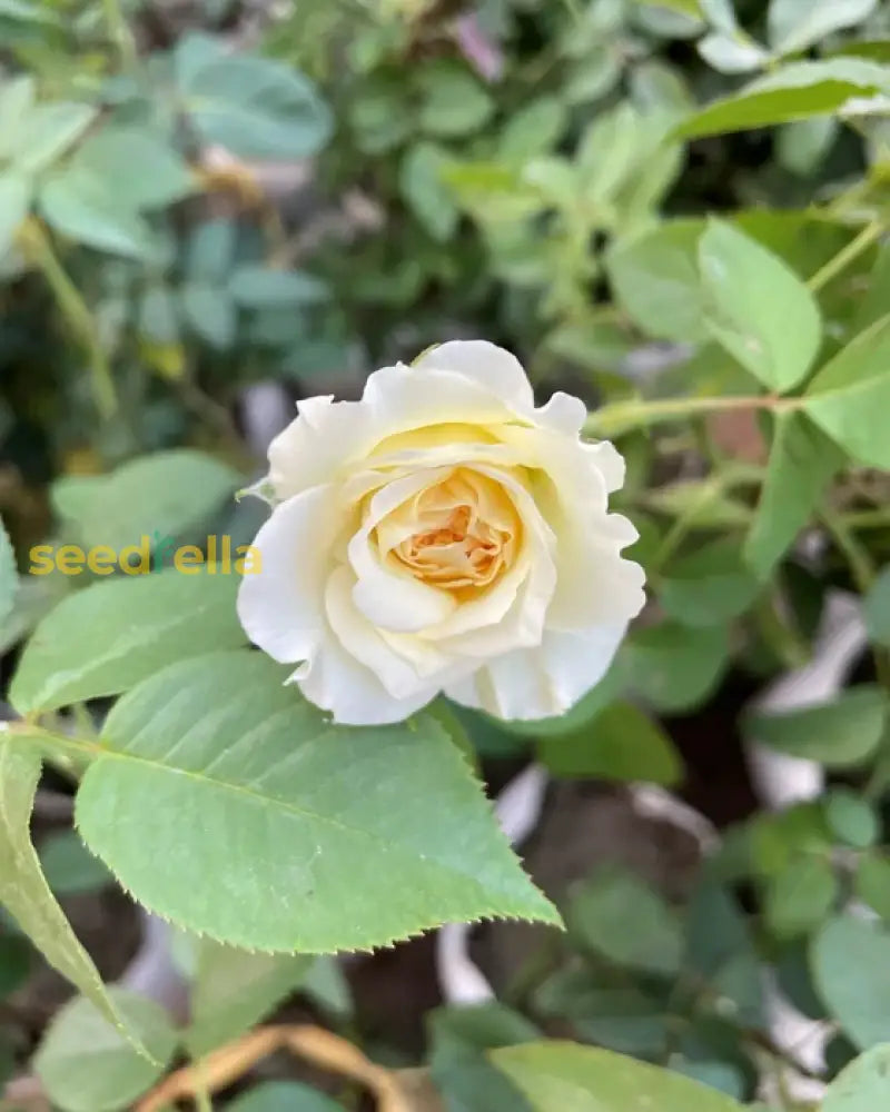 Yellow White Rose flowering seeds for gardens